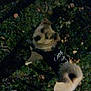 Gucci Bomber is registered to the contest to win money with this photo: dog, grass, night, shadow, pet, canine, outdoor, small_dog, fur, black_shirt, curious, looking_up, shoe, leaf, animal, mammal, walking, cute, companion, friend