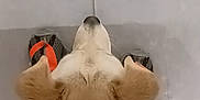 Gucci Bomber is registered to the contest to win money with this photo: dog, animal, pet, fur, collar, orange, floor, tile, shoes, footwear, sitting, indoor, cute, companion, domestic, mammal, head, ears, white, brown