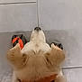 dog, animal, pet, fur, collar, orange, floor, tile, shoes, footwear, sitting, indoor, cute, companion, domestic, mammal, head, ears, white, brown