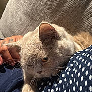 Honey is registered to the contest to win money with this photo: cat, pet, animal, fur, lap, resting, cozy, blanket, polka_dot, human_hand, relaxing, indoor, soft_light, close_up, cute, whiskers, ear, sleepy, comfort, domestic