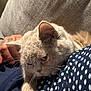 cat, pet, animal, fur, lap, resting, cozy, blanket, polka_dot, human_hand, relaxing, indoor, soft_light, close_up, cute, whiskers, ear, sleepy, comfort, domestic