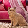 Honey joined the competition — help win amazing prizes! cat, beige_cat, fluffy, sitting, indoor, rug, living_room, couch, pink_couch, pillows, cozy, fur, pet, animal, whiskers, ears, eyes, floor, home, relaxed