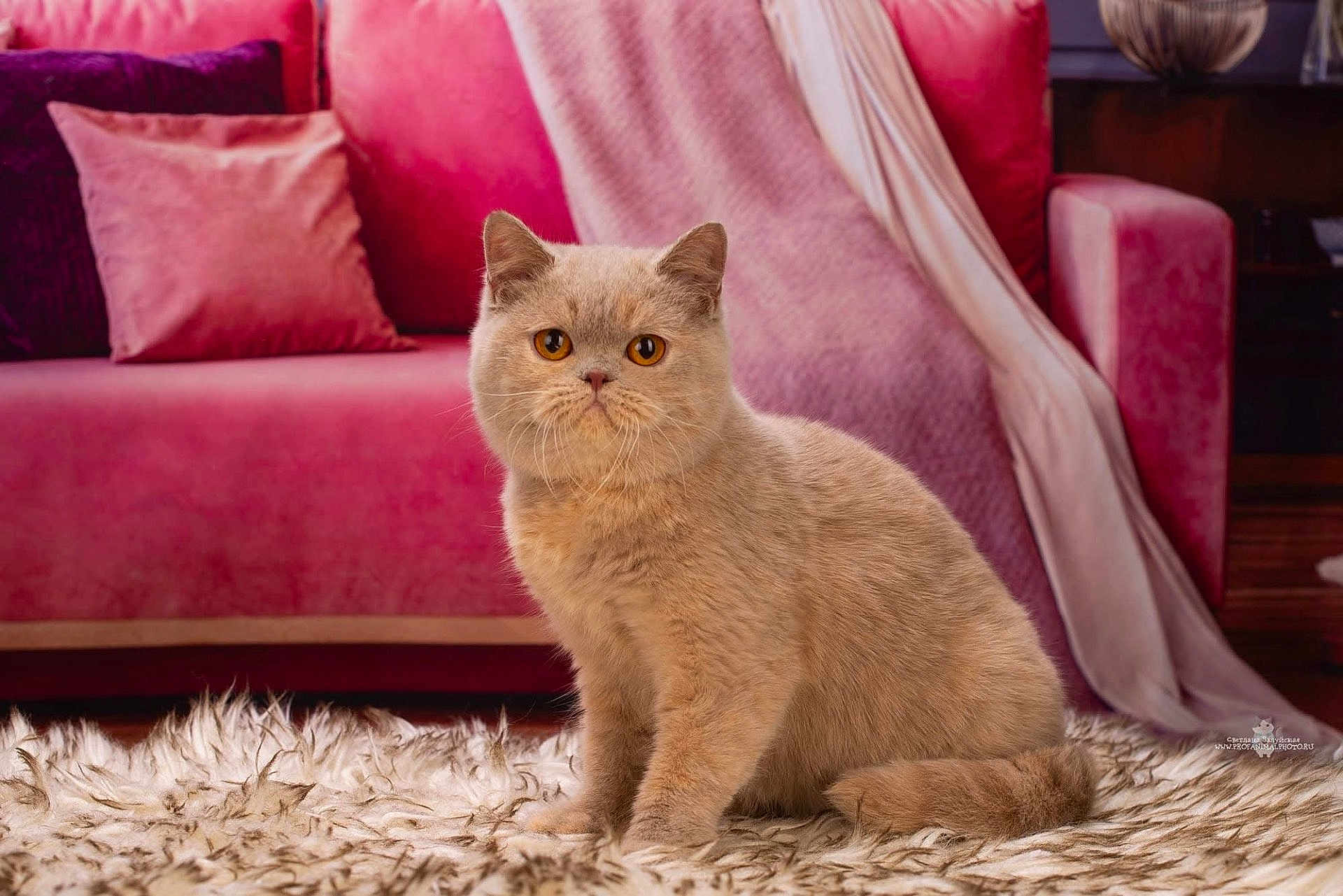 Honey joined the competition — help win amazing prizes! cat, beige_cat, fluffy, sitting, indoor, rug, living_room, couch, pink_couch, pillows, cozy, fur, pet, animal, whiskers, ears, eyes, floor, home, relaxed