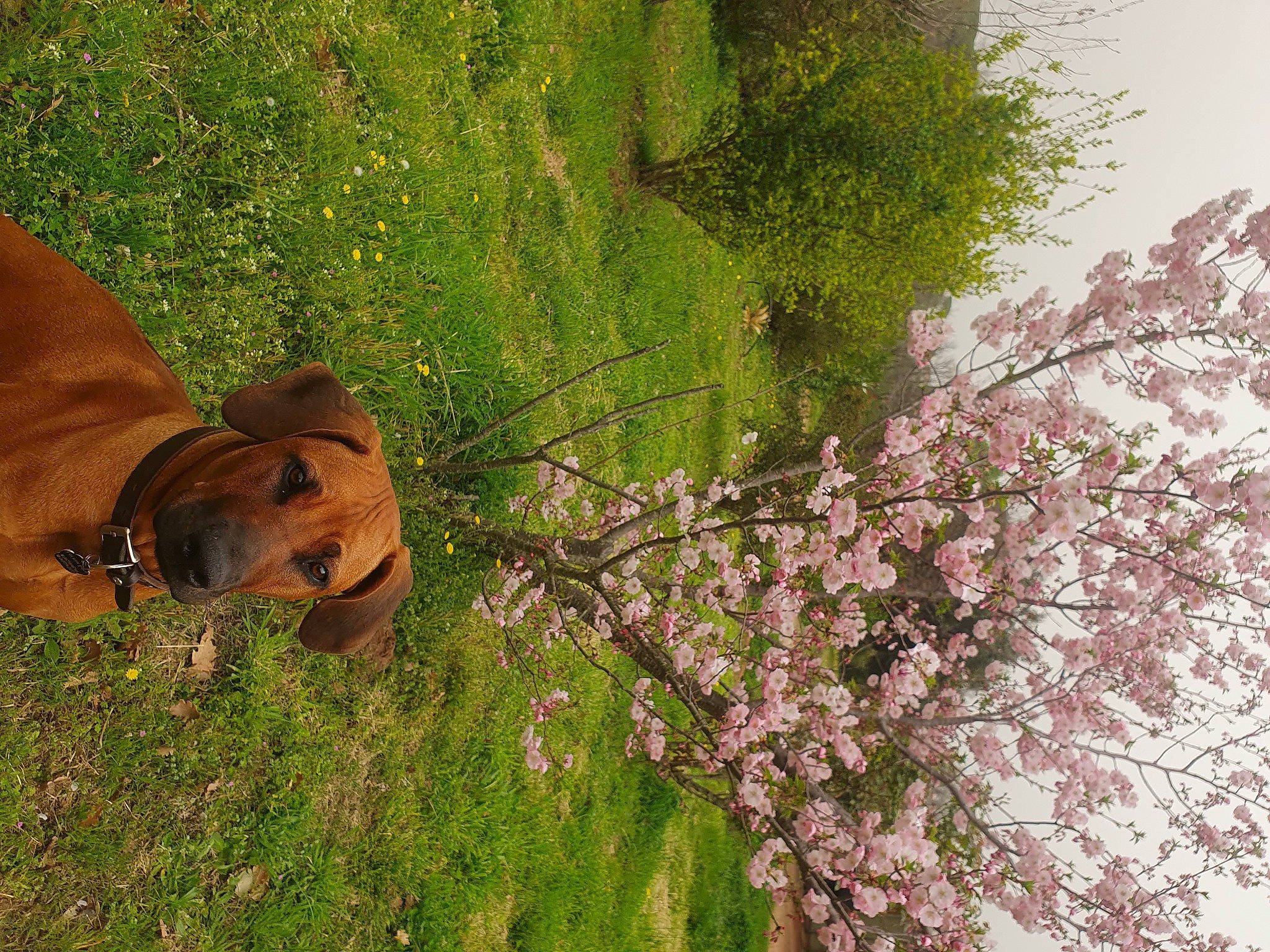Udézia a rejoint le concours — aidez-le/la à gagner de superbes lots ! fawn, flower, flowering_plant, grass, grassland, groundcover, landscape, meadow, natural_landscape, pasture, people_in_nature, plant, prairie, shrub, spring, sunglasses, tree, twig, vegetation, wood