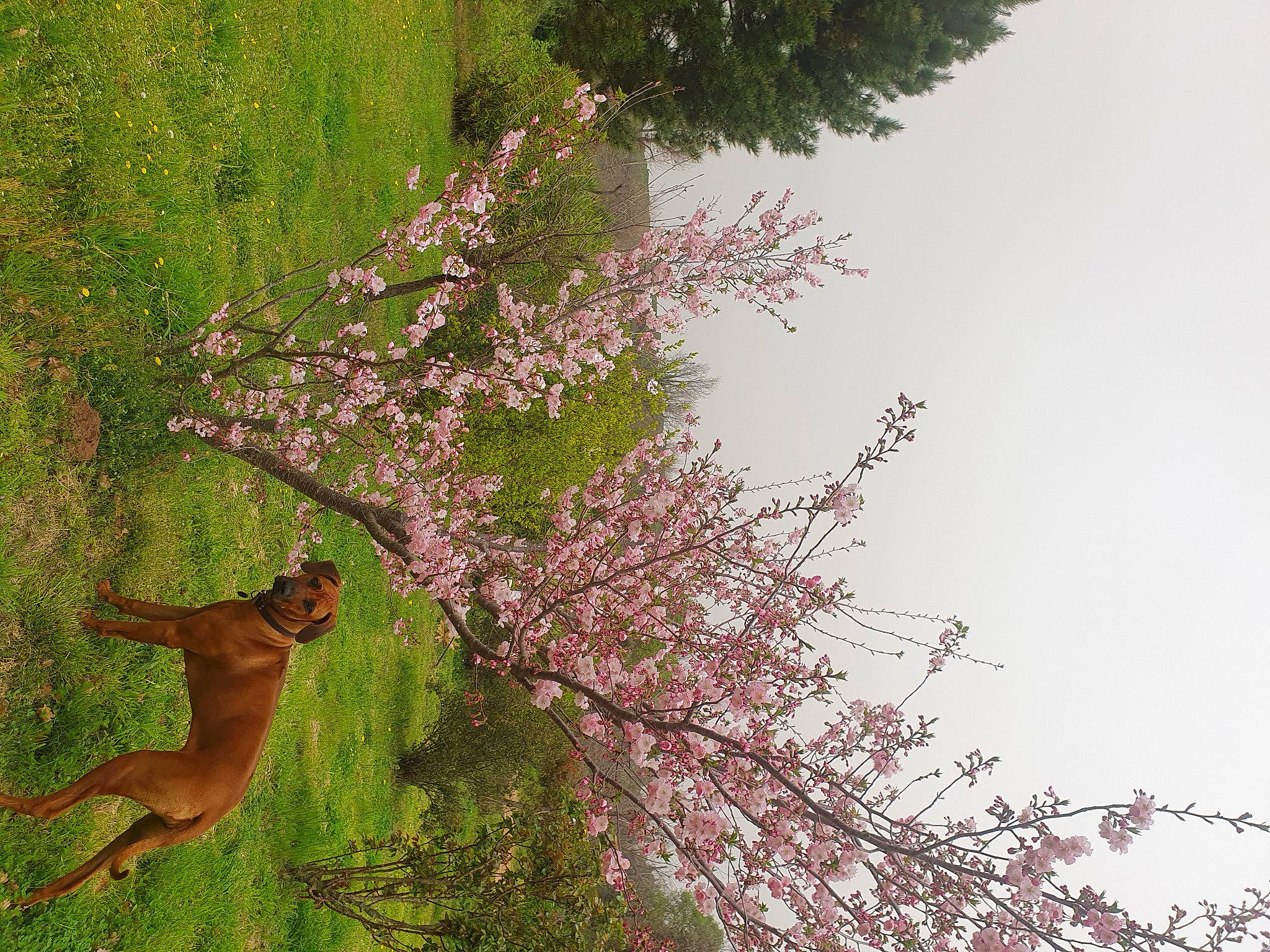 Udézia participe au concours pour gagner de l'argent avec cette photo : biome, botany, branch, felidae, flower, grass, green, groundcover, landscape, leaf, natural_landscape, plant, shrub, sky, terrestrial_animal, tree, trunk, twig, wood, woody_plant