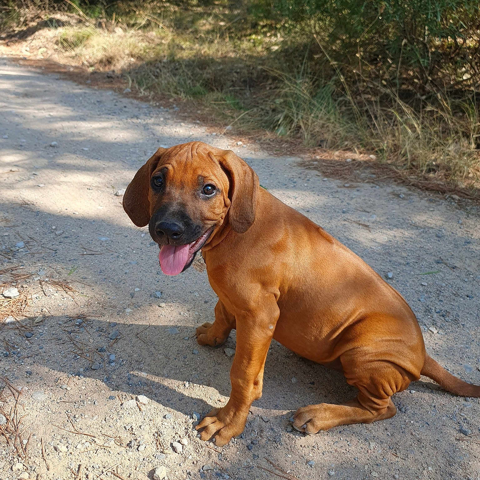 Udézia