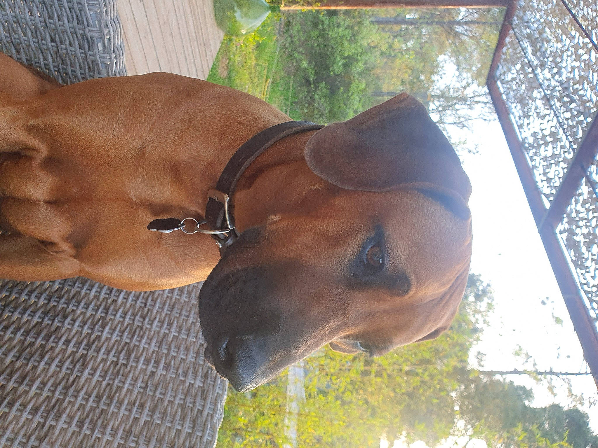 Udézia a rejoint le concours — aidez-le/la à gagner de superbes lots ! canidae, carnivore, collar, dog, dog_breed, dog_collar, ear, fawn, horse, jaw, liver, pet_supply, shade, snout, sporting_group, terrestrial_animal, tree, working_animal