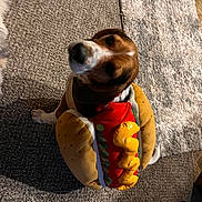Charlie is registered to the contest to win money with this photo: dog, pet, canine, costume, hot_dog_costume, plush, stuffed_toy, red, yellow, brown, white, sitting, indoor, carpet, sunlight, portrait, funny, cute, collar, home