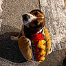 dog, pet, canine, costume, hot_dog_costume, plush, stuffed_toy, red, yellow, brown, white, sitting, indoor, carpet, sunlight, portrait, funny, cute, collar, home