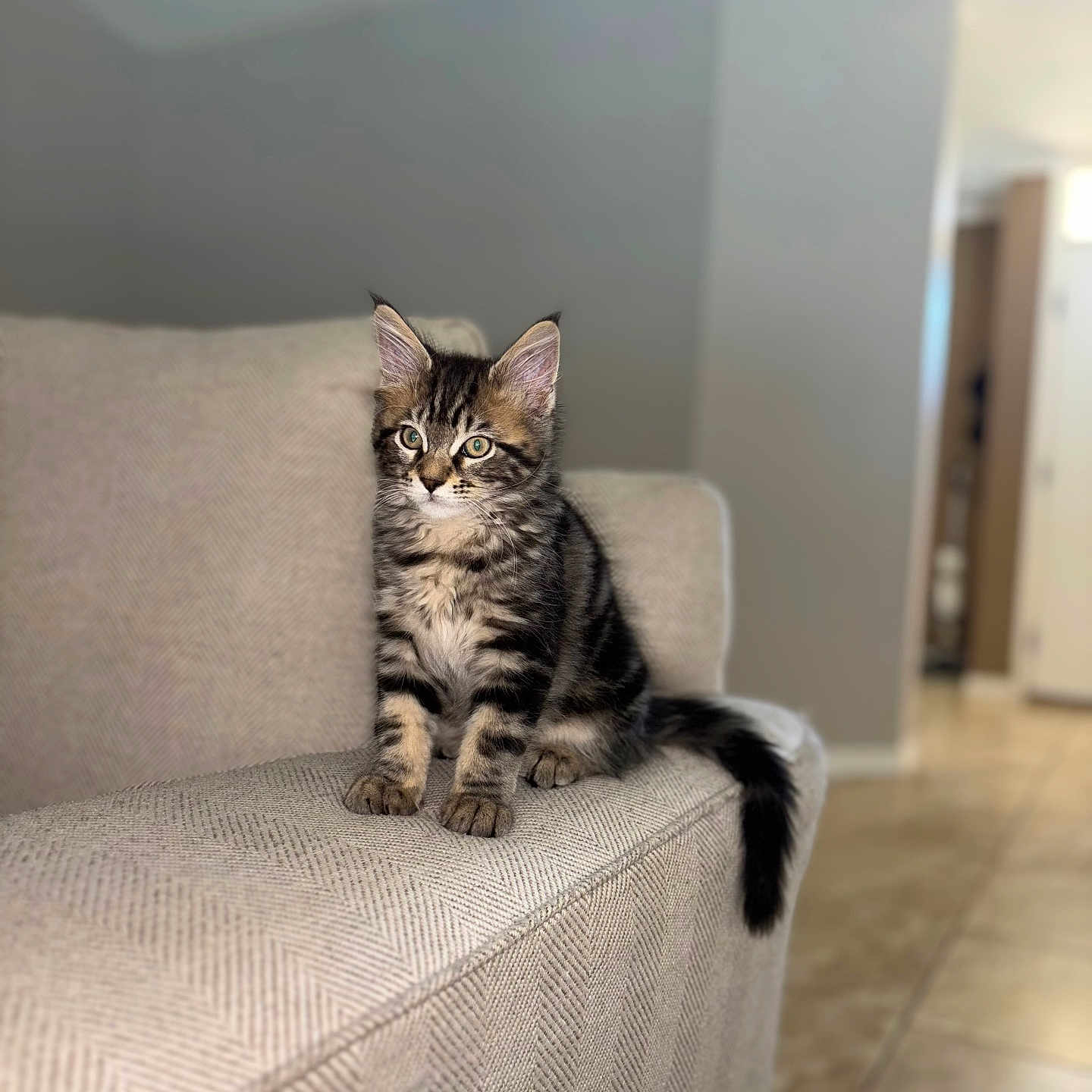 Oyster is registered to the contest to win money with this photo: animal, beige, blurred_background, cat, couch, curious, ears, feline, floor, fur, furniture, home, indoor, kitten, pet, sitting, tabby, tail, tile, whiskers