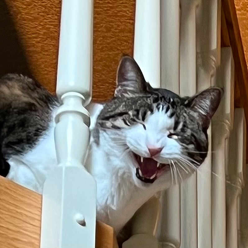 Forrest Gump joined the competition — help win amazing prizes! animal, cat, closeup, curious, ears, expression, feline, house, indoor, mischievous, mouth_open, pet, playful, railing, stairs, tabby, vertical_bars, whiskers, white_fur, wood