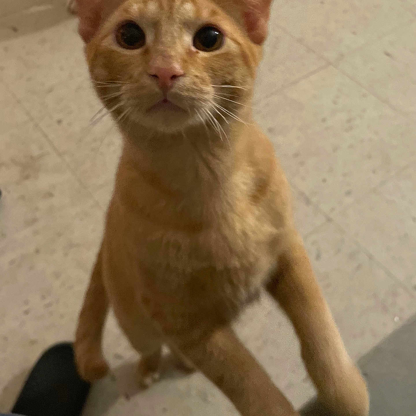 Chupas joined the competition — help win amazing prizes! animal, cat, close_up, curious, cute, domestic_cat, ears, eyes, feline, floor, fur, indoor, looking_up, mammal, nose, orange_tabby, paws, pet, standing, whiskers