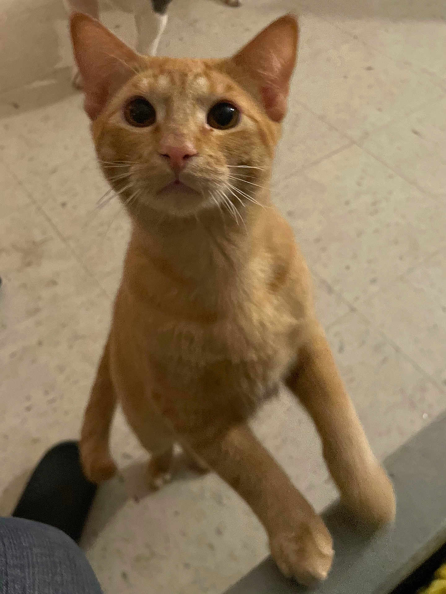 Chupas joined the competition — help win amazing prizes! cat, orange_tabby, pet, animal, curious, indoor, floor, whiskers, ears, paws, looking_up, feline, domestic_cat, cute, close_up, standing, fur, mammal, eyes, nose