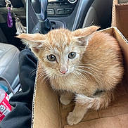 Chupas is registered to the contest to win money with this photo: kitten, cat, cardboard_box, car_interior, gear_shift, dashboard, orange_cat, pet, whiskers, fur, animal, cute, young_cat, box, sitting, lap, indoor, close_up, looking_up, domestic_animal
