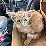 kitten, cat, cardboard_box, car_interior, gear_shift, dashboard, orange_cat, pet, whiskers, fur, animal, cute, young_cat, box, sitting, lap, indoor, close_up, looking_up, domestic_animal