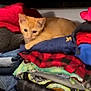 Chupas joined the competition — help win amazing prizes! cat, kitten, orange_cat, folded_clothes, pile, fabric, red, blue, patterned, cozy, indoor, pet, resting, curious, soft, home, domestic, animal, cute, feline