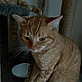 cat, tabby_cat, orange_cat, feline, pet, indoor, cat_tree, scratching_post, whiskers, stripe_pattern, close_up, portrait, sitting, paw, two_cats, fur, low_light, blurry, home, perch