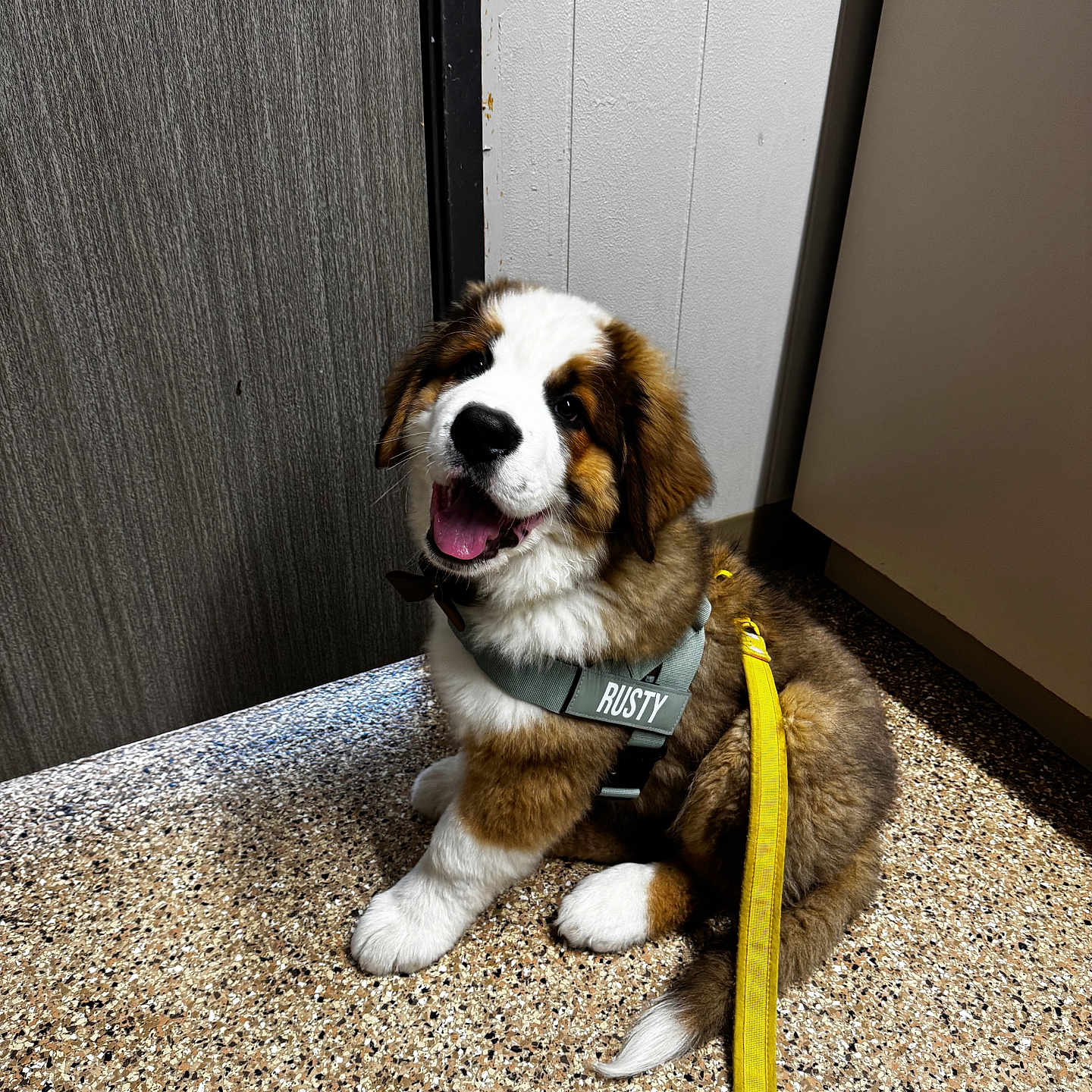 Rusty joined the competition — help win amazing prizes! animal, brown, companion, cute, dog, door, floor, fur, happy, harness, indoor, leash, pet, playful, puppy, sitting, smiling, wall, white, young_dog