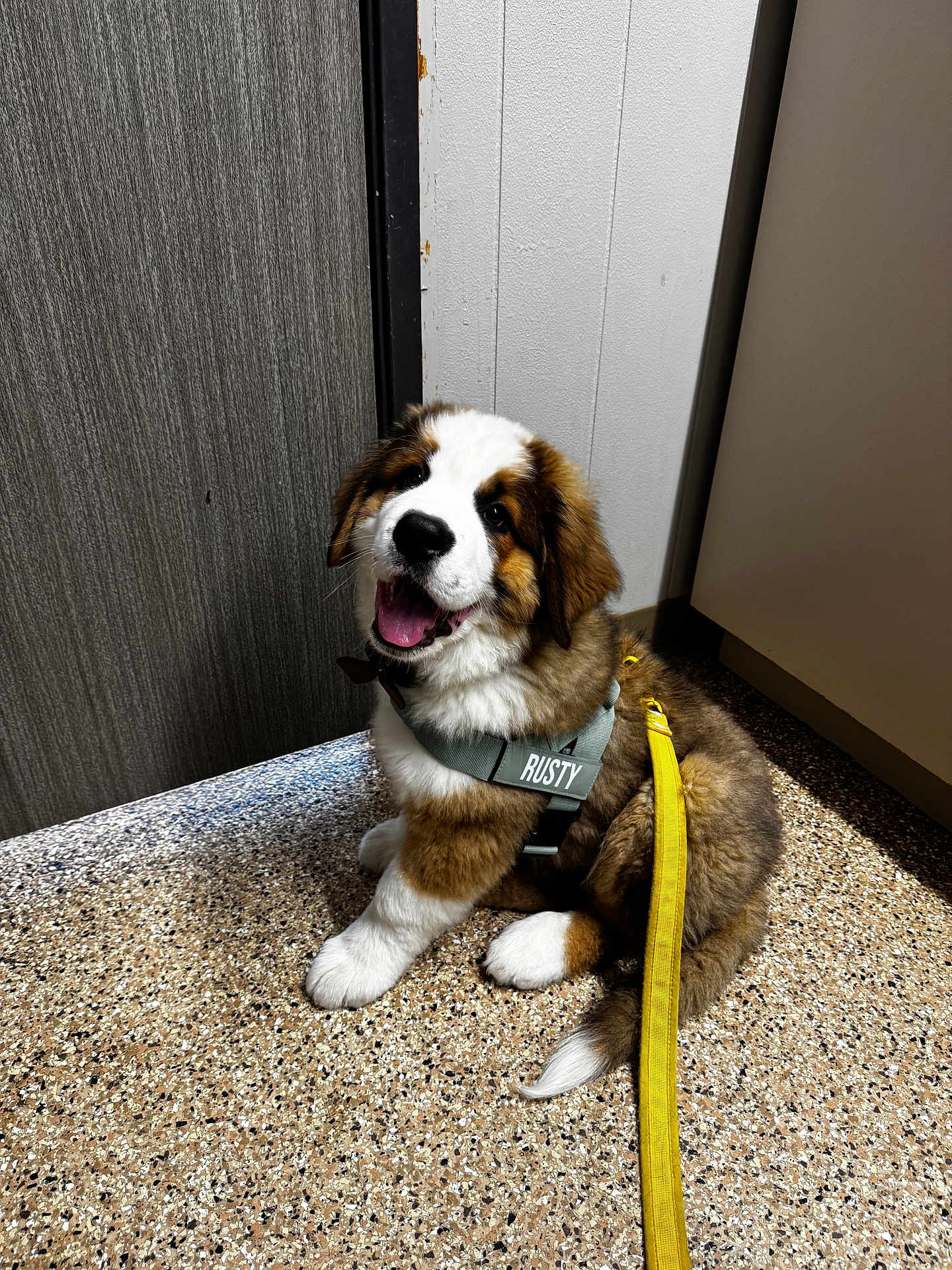 Rusty joined the competition — help win amazing prizes! puppy, dog, happy, sitting, indoor, harness, leash, brown, white, fur, floor, door, wall, pet, cute, smiling, animal, young_dog, playful, companion