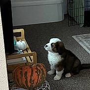 Rusty is registered to the contest to win money with this photo: puppy, dog, carpet, pumpkin, decor, crate, blanket, bench, floor, indoor, television, furniture, pet, animal, cute, sitting, attention, cozy, autumn, home