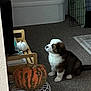 puppy, dog, carpet, pumpkin, decor, crate, blanket, bench, floor, indoor, television, furniture, pet, animal, cute, sitting, attention, cozy, autumn, home