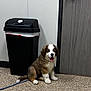 Rusty is registered to the contest to win money with this photo: puppy, dog, indoor, floor, trash_bin, door, wall, leash, brown, white, cute, pet, animal, sitting, happy, tongue_out, furry, young, companion, house
