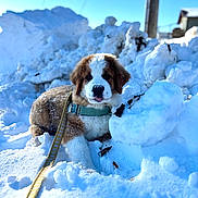Rusty joined the competition — help win amazing prizes! animal, blue_sky, canine, cold, collar, cute, daylight, dog, fluffy, fur, leash, nature, outdoor, pet, playful, puppy, snow, tongue, winter, young
