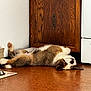 dog, lying_down, floor, wooden_cabinet, appliance, relaxed, paw, indoor, brown_floor, fur, pet, canine, resting, sleeping, home, domestic, animal, side_view, quiet, cozy