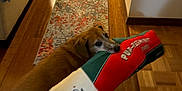 Brody joined the competition — help win amazing prizes! animal, architecture, building, canine, christmas, clothing, couch, dog, furniture, hardwood, hosiery, hound, indoors, interiordesign, livingroom, person, pet, puppy, room, wood