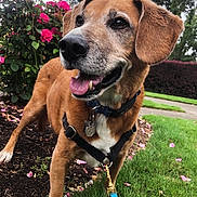 Brody is registered to the contest to win money with this photo: brown_dog, canine, close_up, collar, daylight, dog, flowers, garden, grass, happy, harness, leash, nature, outdoor, pet, pink_flowers, plants, side_view, smiling, tongue_out