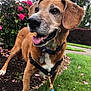 brown_dog, canine, close_up, collar, daylight, dog, flowers, garden, grass, happy, harness, leash, nature, outdoor, pet, pink_flowers, plants, side_view, smiling, tongue_out