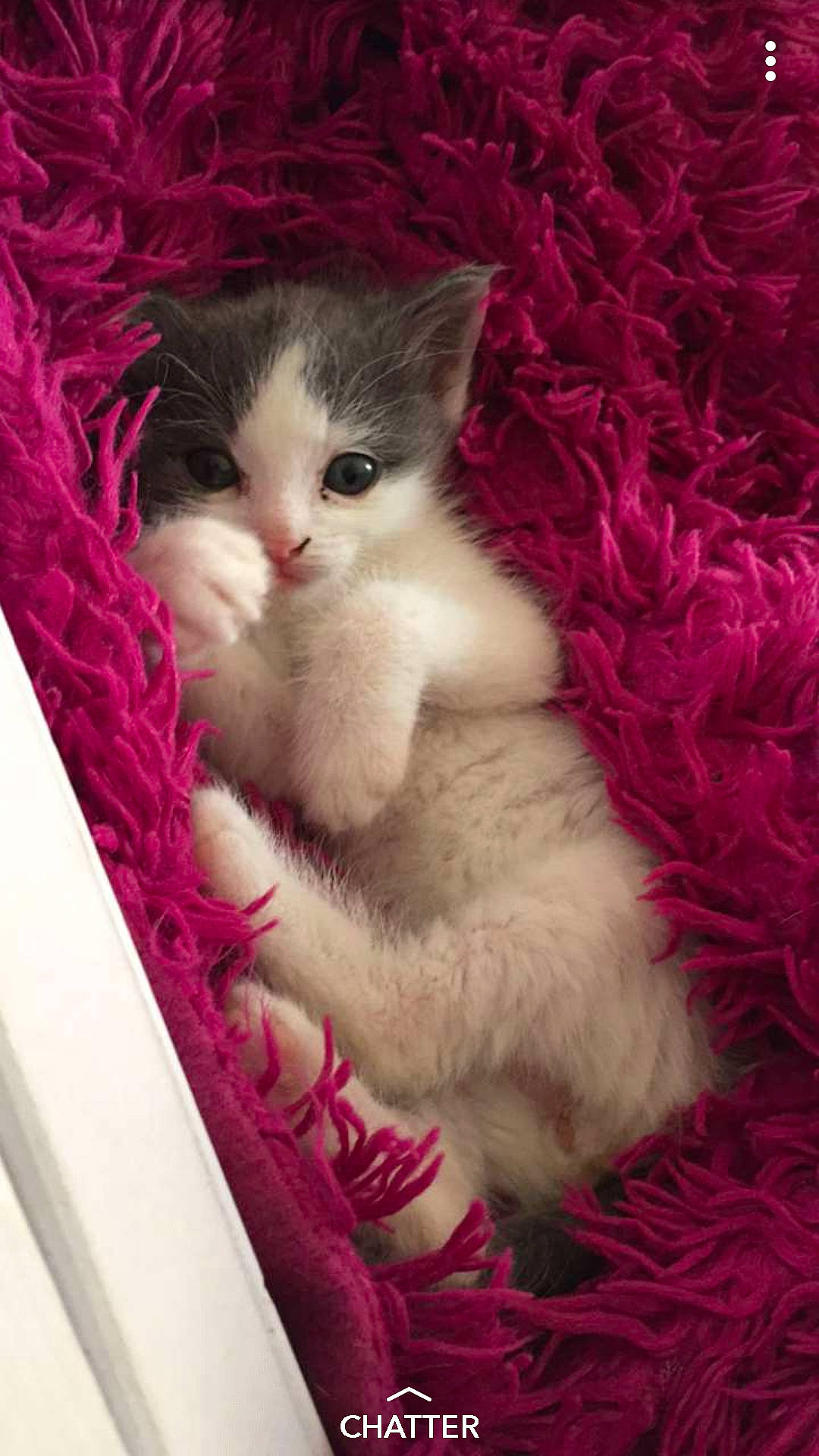 Oz a rejoint le concours — aidez-le/la à gagner de superbes lots ! carnivore, cat, cat_supply, claw, comfort, domestic_short_haired_cat, fawn, felidae, fur, magenta, pattern, paw, pet_supply, photo_caption, pink, small_to_medium_sized_cats, tail, whiskers