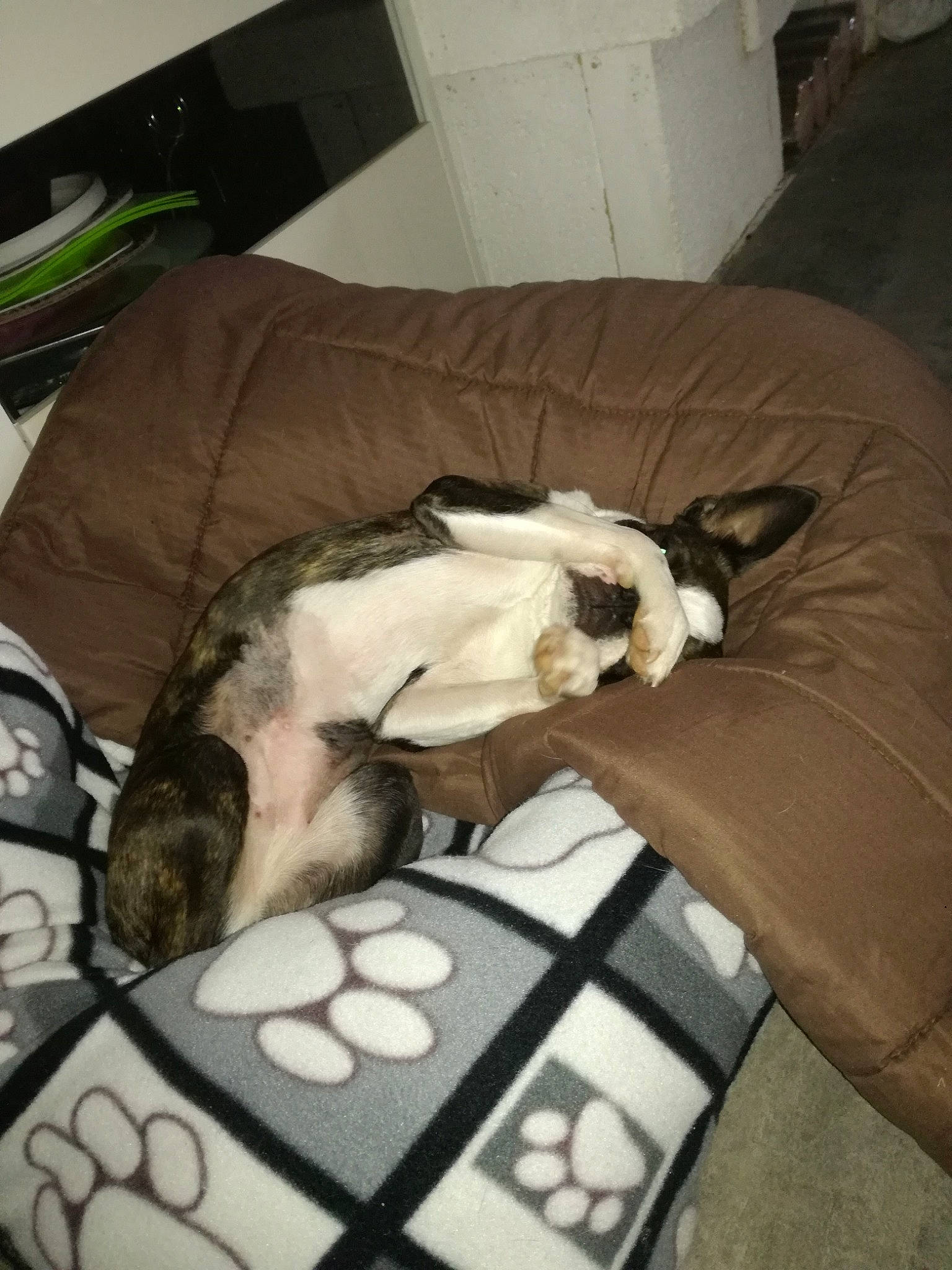 Mitsy a rejoint le concours — aidez-le/la à gagner de superbes lots ! canidae, carnivore, cat, comfort, companion_dog, dog_breed, duvet, fawn, felidae, fur, hardwood, linens, nap, pet_supply, room, small_to_medium_sized_cats, sporting_group, tail, whiskers, wood