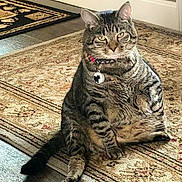 Sam Mcdavid is registered to the contest to win money with this photo: cat, tabby, sitting, indoor, rug, floor, pet, feline, collar, tag, striped, relaxed, home, wood_floor, animal, cute, plush, fur, whiskers, domestic
