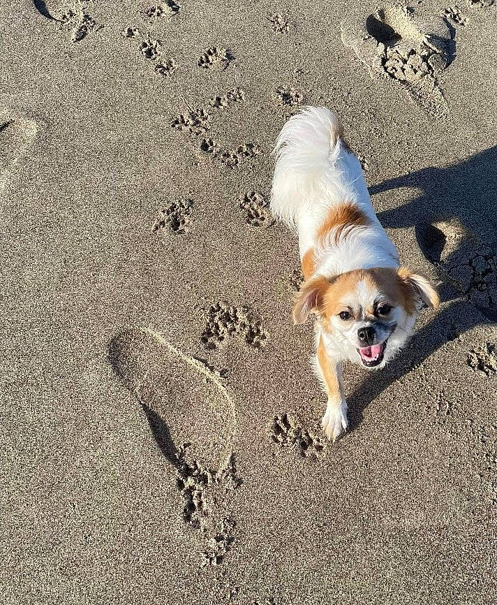 Bliss joined the competition — help win amazing prizes! asphalt, beach, canidae, carnivore, companion_dog, dog, dog_breed, fur, non_sporting_group, ocean, paw, road_surface, sand, shadow, soil, sporting_group, tail