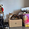 animal, calico_cat, cardboard_box, cat, corner, cozy, decor, floor_tile, gaming_controller, household_items, indoor, pet, plush_toy, power_cords, power_strip, relaxing, resting, shelf, shopping_bag, wall