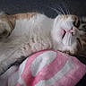 animal, blanket, cat, closeup, cozy, cute, domestic, feline, fur, indoor, mouth_open, nap, pet, pink, relaxation, resting, sleeping, soft, whiskers, white