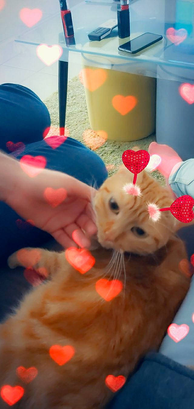 Garfiel participe au concours pour gagner de l'argent avec cette photo : cat, fawn, felidae, finger, play, whiskers