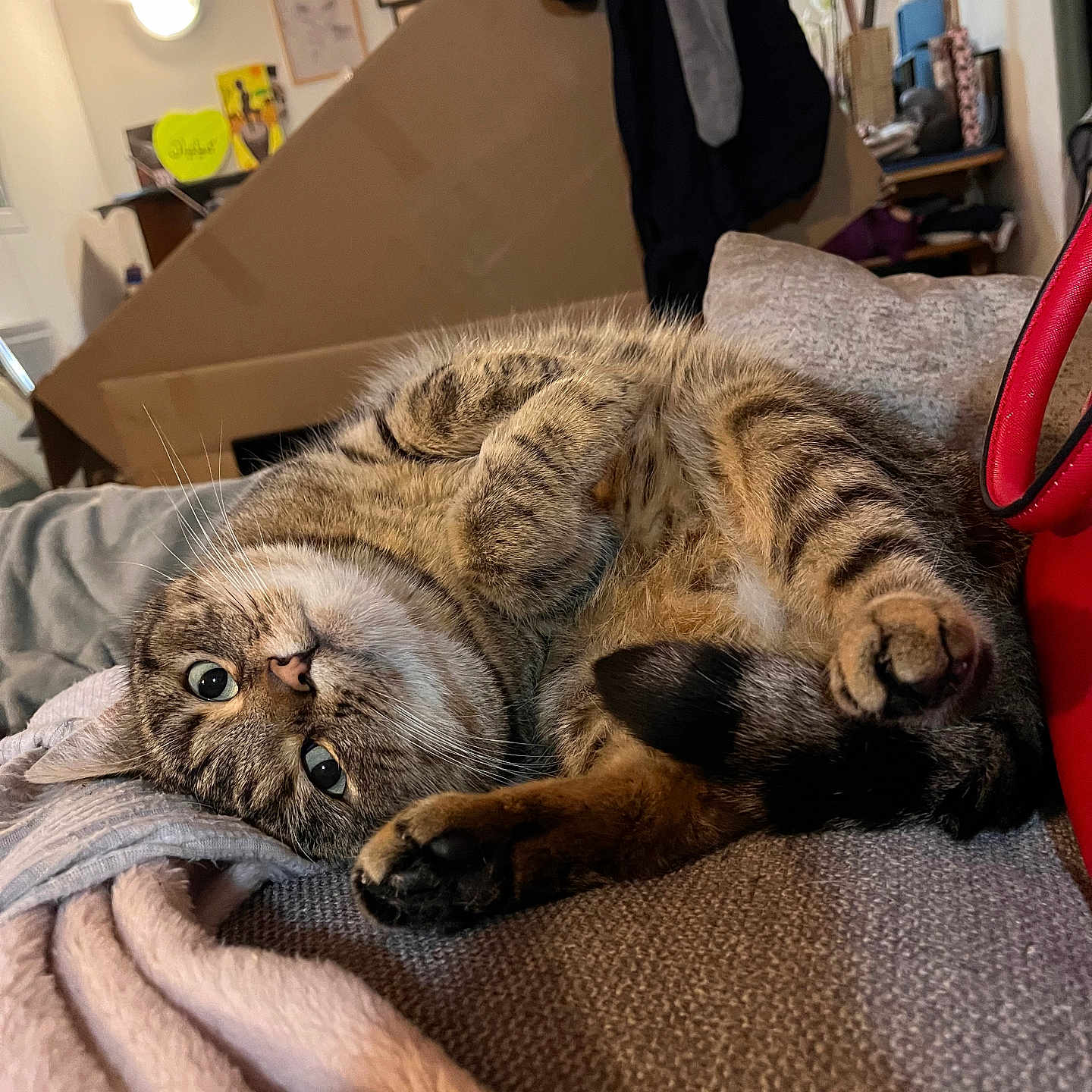 Guizmo participe au concours pour gagner de l'argent avec cette photo : blanket, cardboard_box, cat, couch, cozy, curious, domestic_animal, eyes, fur, furniture, home, indoor, paws, pet, relaxed, sleepy, soft, tabby, tail, whiskers