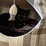 Clover joined the competition — help win amazing prizes! animal, black_cat, cat_cave, comfort, cozy, curious, cute, feline, fur, home, indoor, kitten, pet, plaid, resting, sleeping_area, small, soft_toy, whiskers, wooden_floor