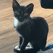 Clover is registered to the contest to win money with this photo: animal, black_and_white, cat, curious, cute, domestic, ears, feline, floor, indoor, kitten, looking, pet, rug, sitting, small, tail, whiskers, wooden_floor, young