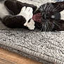 Clover joined the competition — help win amazing prizes! animal, black_and_white, blurred_background, carpet, cat, closeup, cute, feline, indoor, kitten, lying_down, paw, pet, playing, rug, toy, whiskers, wooden_floor, yawning, young_cat