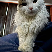 Sidney is registered to the contest to win money with this photo: cat, fluffy, white, brown, pet, indoor, curtains, animal, feline, closeup, face, paws, portrait, soft, cute, looking, fur, domestic, cozy, resting