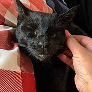 Zorro joined the competition — help win amazing prizes! black_cat, cat, pet, animal, hand, human_hand, nail_polish, scratching, comfort, resting, blanket, red_and_white, checkered_pattern, indoor, close_up, feline, whiskers, ears, face, sleepy