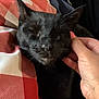 black_cat, cat, pet, animal, hand, human_hand, nail_polish, scratching, comfort, resting, blanket, red_and_white, checkered_pattern, indoor, close_up, feline, whiskers, ears, face, sleepy
