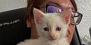 Chloe is registered to the contest to win money with this photo: kitten, cat, white_cat, person, glasses, indoor, pet, young_animal, closeup, face, blue_eyes, fur, animal, cute, sitting, looking, chair, human, earrings, shirt