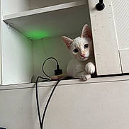 Chloe joined the competition — help win amazing prizes! cat, white_cat, pet, indoor, shelf, furniture, cable, black_cable, curious, peeking, animal, cute, closeup, face, ears, paw, resting, green_light, minimalist, home
