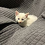 Chloe is registered to the contest to win money with this photo: kitten, cat, white_cat, pet, animal, cute, cozy, blanket, gray_blanket, fur, small, young, indoor, resting, curious, soft, texture, comfort, domestic, feline