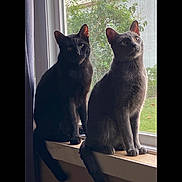 Julian is registered to the contest to win money with this photo: cat, black_cat, gray_cat, window, windowsill, indoor, pets, animals, feline, curious, sitting, tail, ears, natural_light, daylight, greenery, house, domestic, companions, looking_outside
