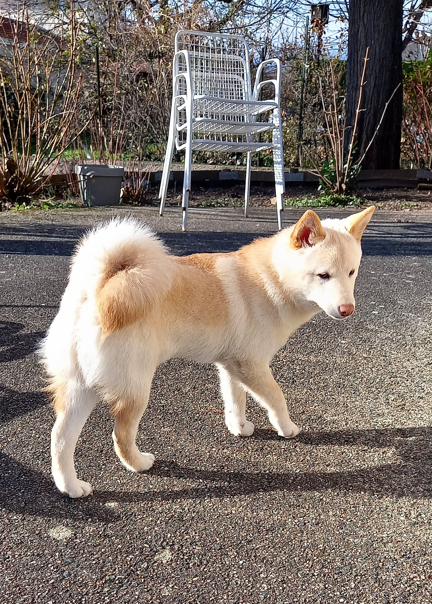 Tenji a rejoint le concours — aidez-le/la à gagner de superbes lots ! ancient_dog_breeds, canidae, carnivore, companion_dog, dog, dog_breed, fawn, grass, non_sporting_group, plant, sporting_group, tail, terrestrial_animal, tree, working_animal, working_dog